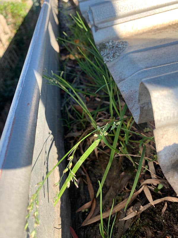 procoll gutter clean